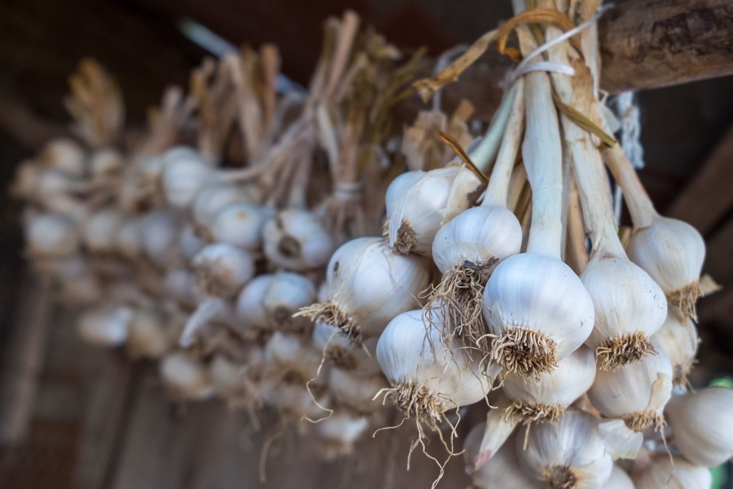 a bundle of garlic